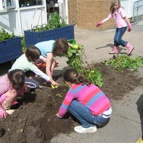 fwthumbCharlton Potato harvesting July 4th 2012 003.jpg
